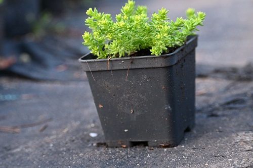Rozchodnik ostry Yellow Queen na skalniak murek zdjęcie 5