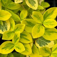 Trzmielina Fortune’a 'Emerald 'n' Gold' Złota Żółta (Euonymus fortunei)