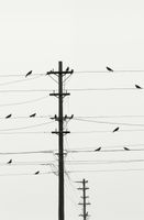 Plakat 56,6x86,4cm Symfonia na Drutach