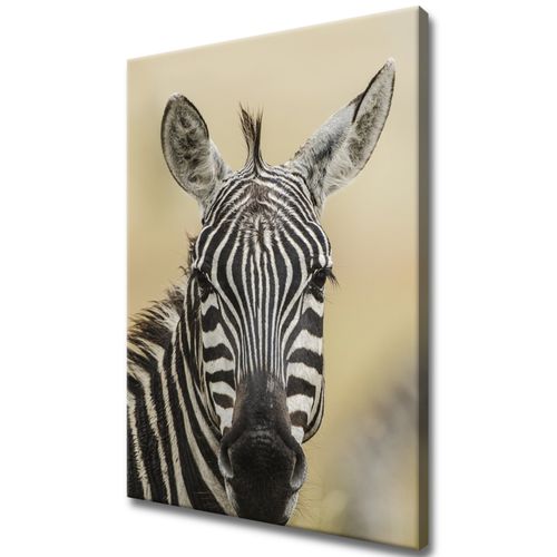 Foto-Obraz 50X70 Zebra na Arena.pl