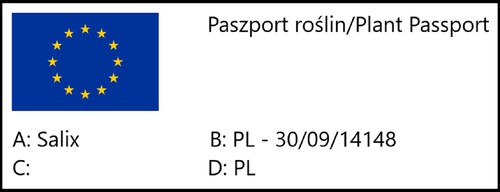 Wierzba smukłoszyjkowa 'Mt Aso' (Salix) w doniczkach P11, wysokość 40-60 cm na Arena.pl