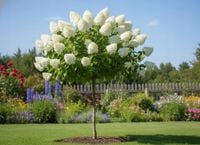 HORTENSJA NA PNIU DIAMANTINO DIAMENTOWY BLASK W OGRODZIE 160 / 180 CM