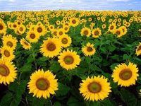 Słonecznik Turecki prażony 100g. 20 szt Andrex