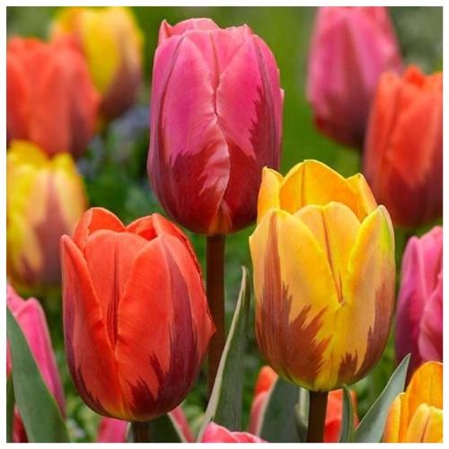 TULIPAN MIX MIESZANKA KOLORÓW cebulki 50 szt. + PREZENT na Arena.pl