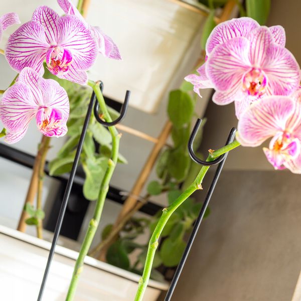 PODPÓRKA DO STORCZYKÓW PODPORA ROŚLIN 10szt 50cm zdjęcie 11