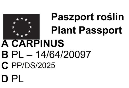 GRAB - sadzonki 40 / 60 cm na Arena.pl