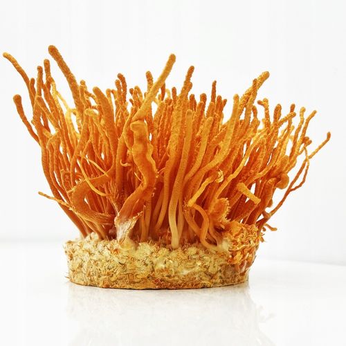 Maczużnik bojowy Cordyceps militaris substrat do uprawy grzybów na Arena.pl