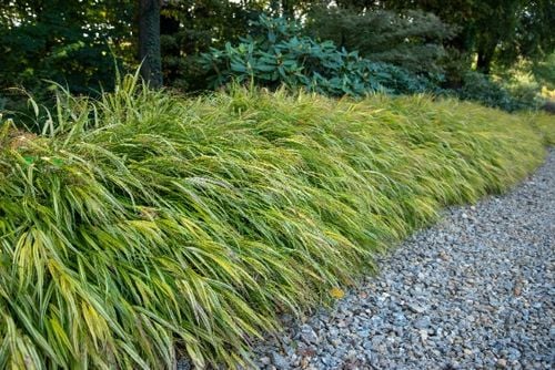 Hakonechloa smukła 'Aureola' (Hakonechloa macra) Doniczka 1.0L na Arena.pl