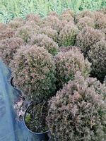 Żywotnik zachodni Teddy karłowa odmiana na taras