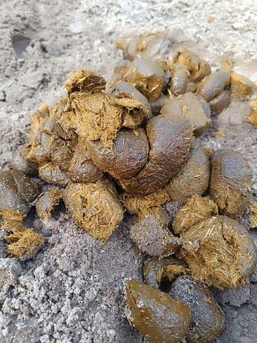 Nawóz ekologiczny koński obornik BEZ SŁOMY świeży do sadu ogrodu 50L na Arena.pl