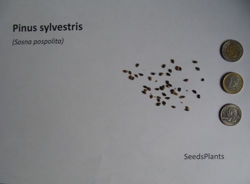 SOSNA POSPOLITA Pinus sylvestris - NASIONA 12000 sztuk - 100g. NW na Arena.pl