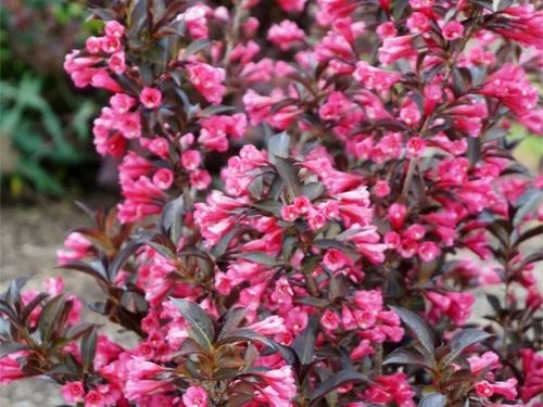 Krzewuszka WINE & ROSES Alexandra Bordowa C2 na Arena.pl