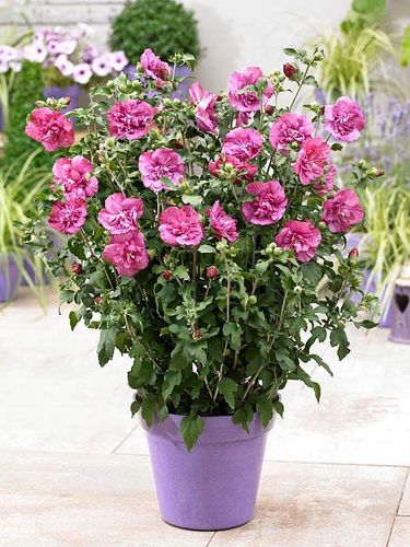 Ketmia syryjska Magenta Chiffon ® P9 E na Arena.pl