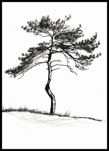 Plakat 50x70cm Samotna Sosna na Arena.pl