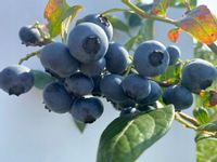 Borówka amerykańska WCZESNA Spartan doniczka P9