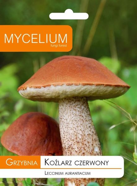 KOŹLARZ CZERWONY grzybnia grzyby leśne zdjęcie 1