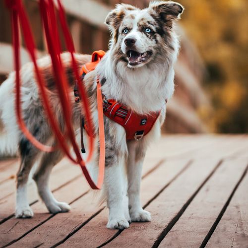 MOCNE SZELKI GUARD dla psa ALASKA odblask red M na Arena.pl