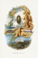 Plakat 20x30cm Ślimak Wulkaniczny, Gervais Vintage do Salonu