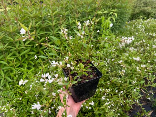 Żylistek wysmukły 'Nikko' (Deutzia Gracilis) Biały Krzew Doniczka 2.0L na Arena.pl