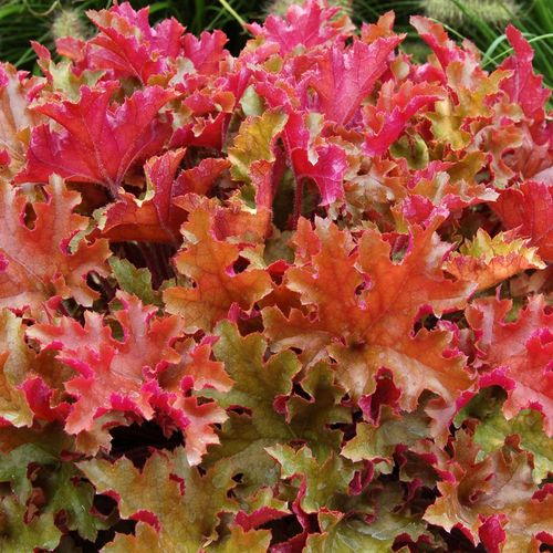 Żurawka MARMALADE na Arena.pl