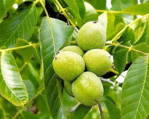 Orzech włoski JACEK KRÓLEWSKI Juglans regia o ogromnych smacznych na Arena.pl