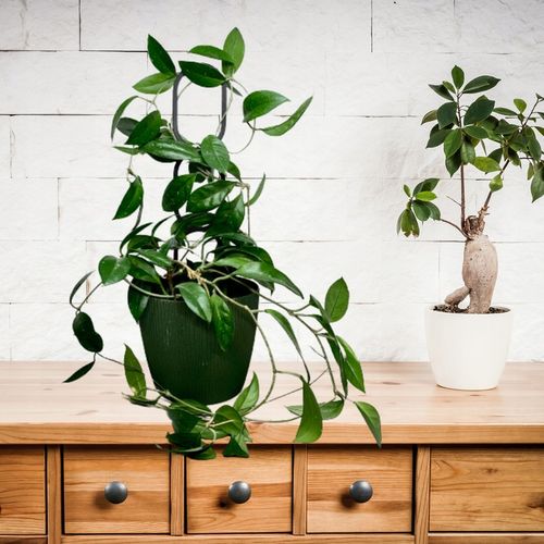 Podpora do Roślin Pnączy Podpórka Kwiatów Pnących Pergola Drabinka L na Arena.pl