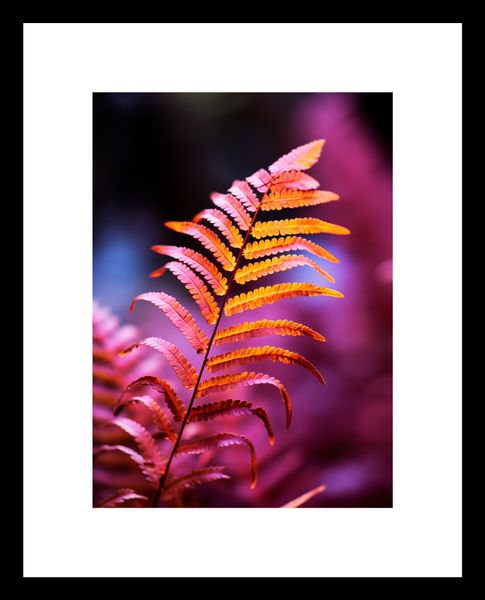 Plakat 13x18cm Ogień Jesieni zdjęcie 3