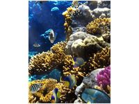 40X50CM RAFA KORALOWA OBRAZ