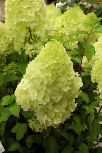 Hortensja bukietowa 'Candlelight' (Hydrangea paniculata) Doniczka 2.0L na Arena.pl