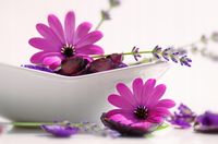 FOTOTAPETA kuchenna KWIATY FIOLETOWE 200x130