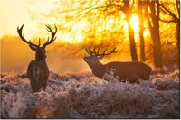 100 70CM OBRAZ PŁÓTNO JELENIE PŁÓTNO RAMA