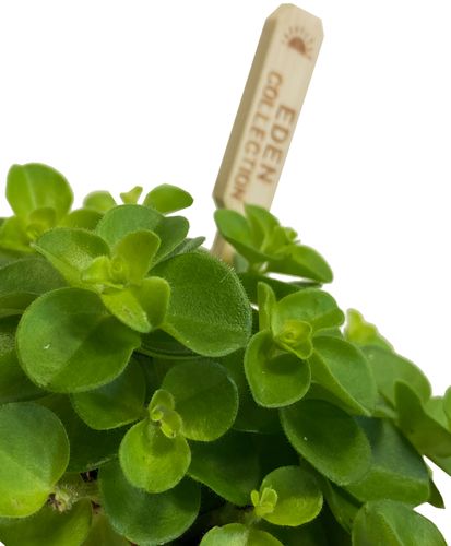 Peperomia Rotundifolia 8 cm na Arena.pl