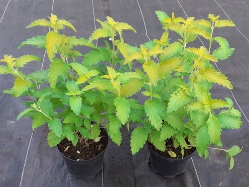 Barbula klandońska HINT OF GOLD Żółta Miododajna Wabi motyle Sadzonki C2 na Arena.pl