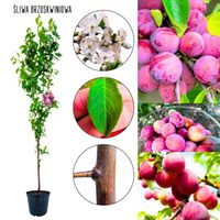 Śliwa Brzoskwiniowa plenne drzewko owocowe 100-150 cm