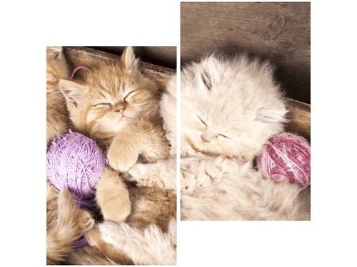 OBRAZ DRUK ŚPIĄCE KOTY MISCE na Arena.pl