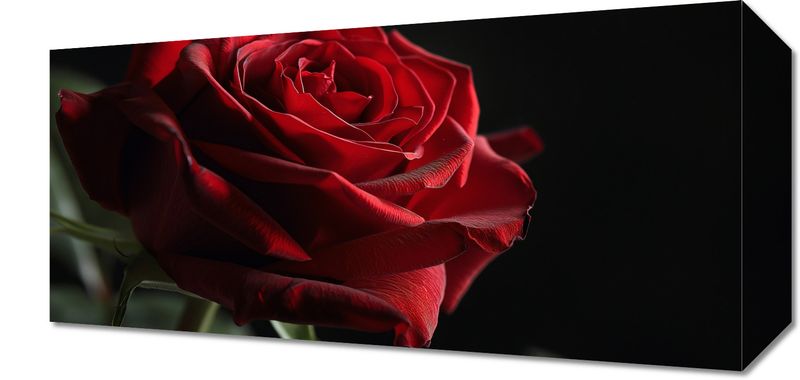 Obraz 40x20cm Róża w Półcieniu zdjęcie 1