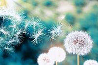 fototapety FOTOTAPETA na wymiar KWIAT dmuchawce