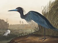 Plakat 100x75cm Niebieski Żuraw, J.J. Audubon Vintage do Salonu