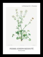 Plakat 13x18cm Design Scurvy-Grass, Redoute Vintage do Salonu