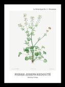 Plakat 13x18cm Design Scurvy-Grass, Redoute Vintage do Salonu