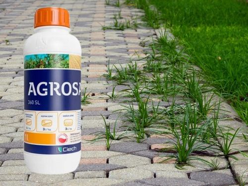 AGROSAR 360SL ŚRODEK CHWASTOBÓJCZY NA CHWASTY perz wiechliny mlecz 1l Ciech na Arena.pl