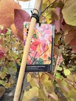 Judaszowiec Eternal Flame 180-200 cm Cercis canadensis HIT