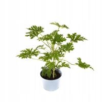 product-compare-59205997