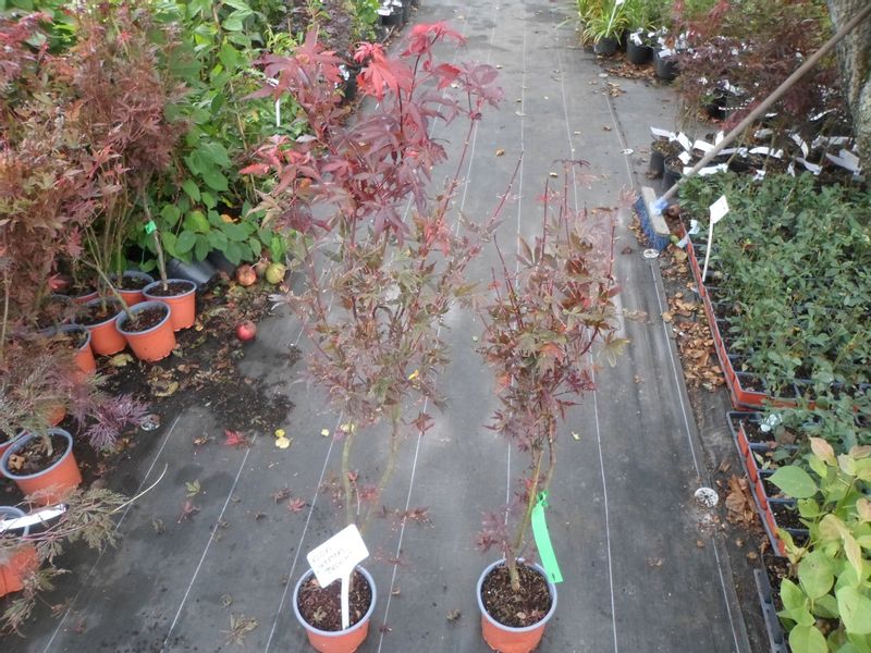 Klon palmowy Skeeters Broom 80-100cm C2 zdjęcie 8