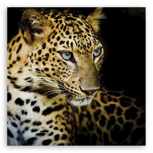 Obraz na płótnie, Majestatyczny lampart 30x30 na Arena.pl