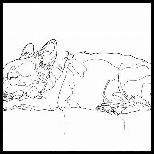 Plakat 80x80cm Śpiący Psiak na Arena.pl