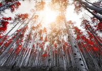 FOTOTAPETA widok brzozy drzewa las we mgle WYMIAR