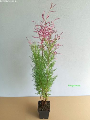 Tamaryszek francuski (Tamarix) w donmiczkach P11, wysokość 20-30 cm na Arena.pl