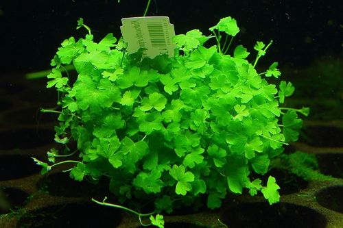 Rośliny Hydrocotyle Tripartita japan łatwy trawnik na Arena.pl