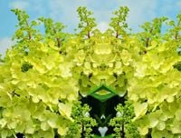 Hortensja bukietowa 'Candlelight  ŻÓŁTA PIĘKNOŚĆ KOLOROWY OGRÓD 5 SZT